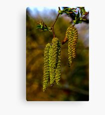 Catkins Canvas Print