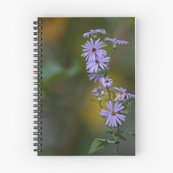 Item preview, American Aster designed and sold by suburbanwilds.