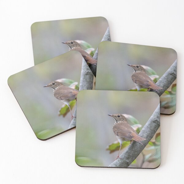 Item preview, Hermit Thrush designed and sold by suburbanwilds.