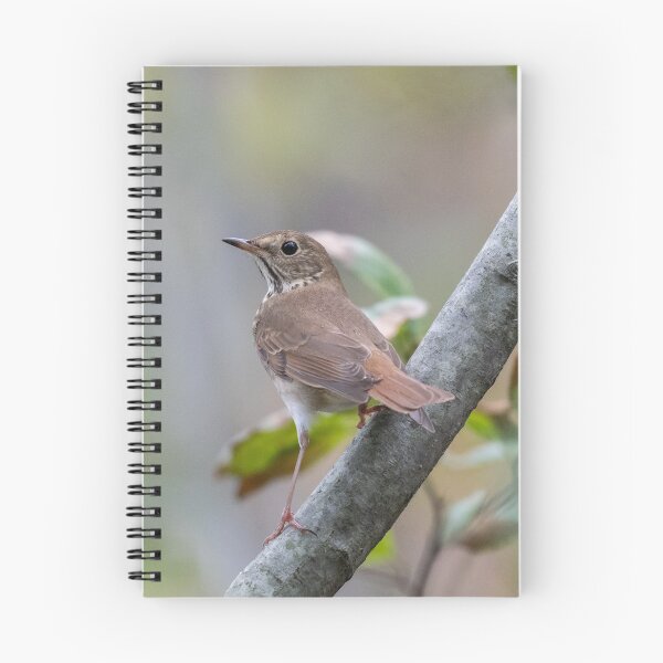Item preview, Hermit Thrush designed and sold by suburbanwilds.