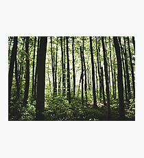 Stilts Photographic Print