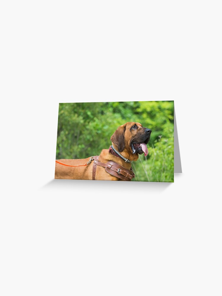 Bloodhound wearing a leather harness ready for work Greeting Card