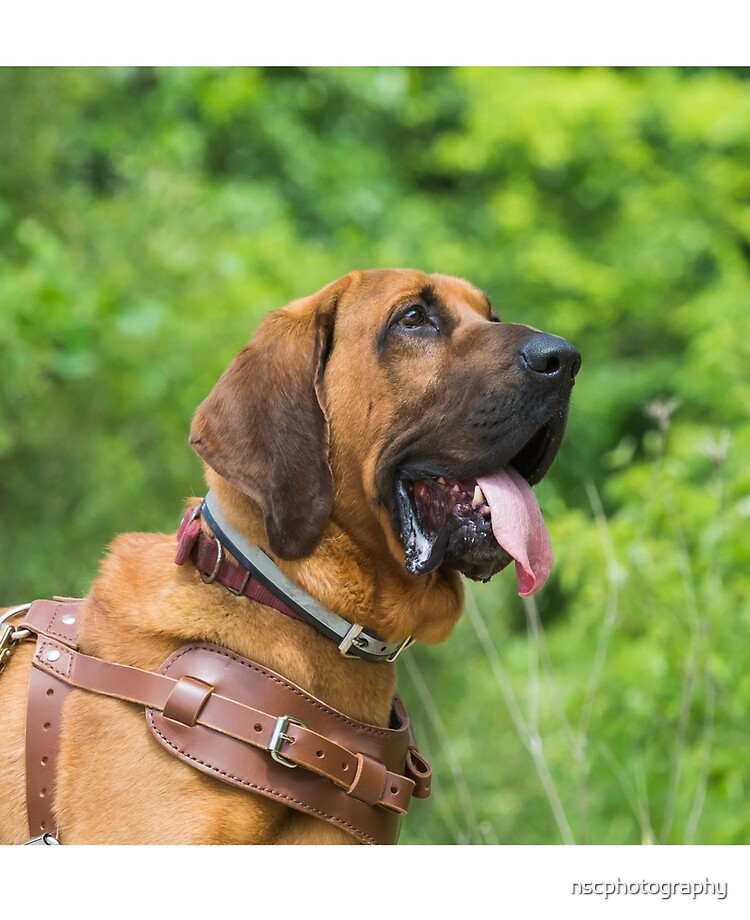 Bloodhound harness clearance