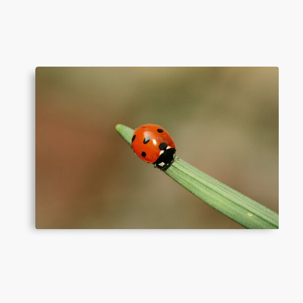 ladybird gifts for adults