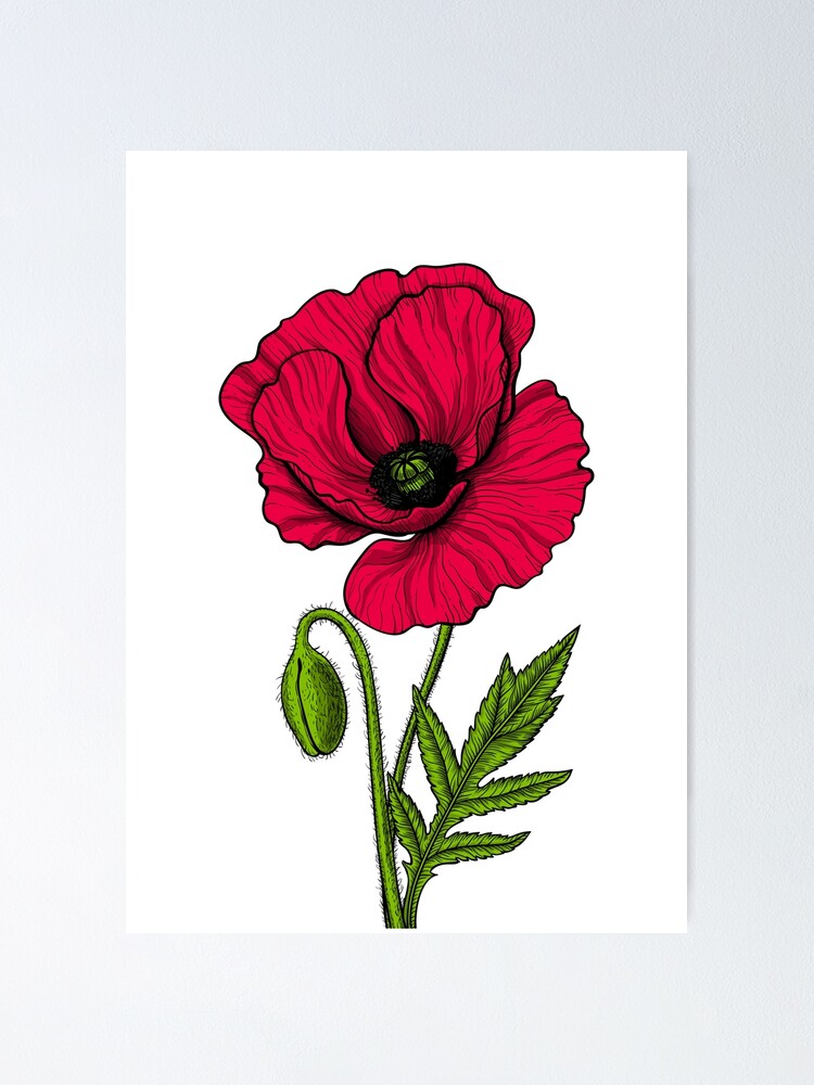 Red Poppy Drawing Poster By Katerinamk Redbubble
