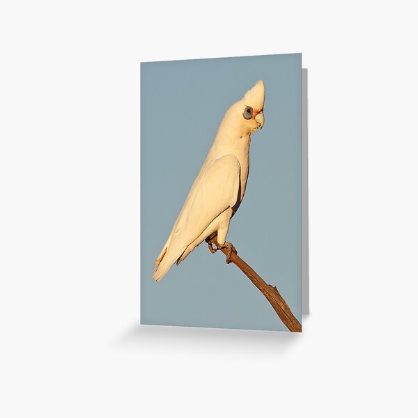 Little Corella - Kilcowera Station Greeting Card