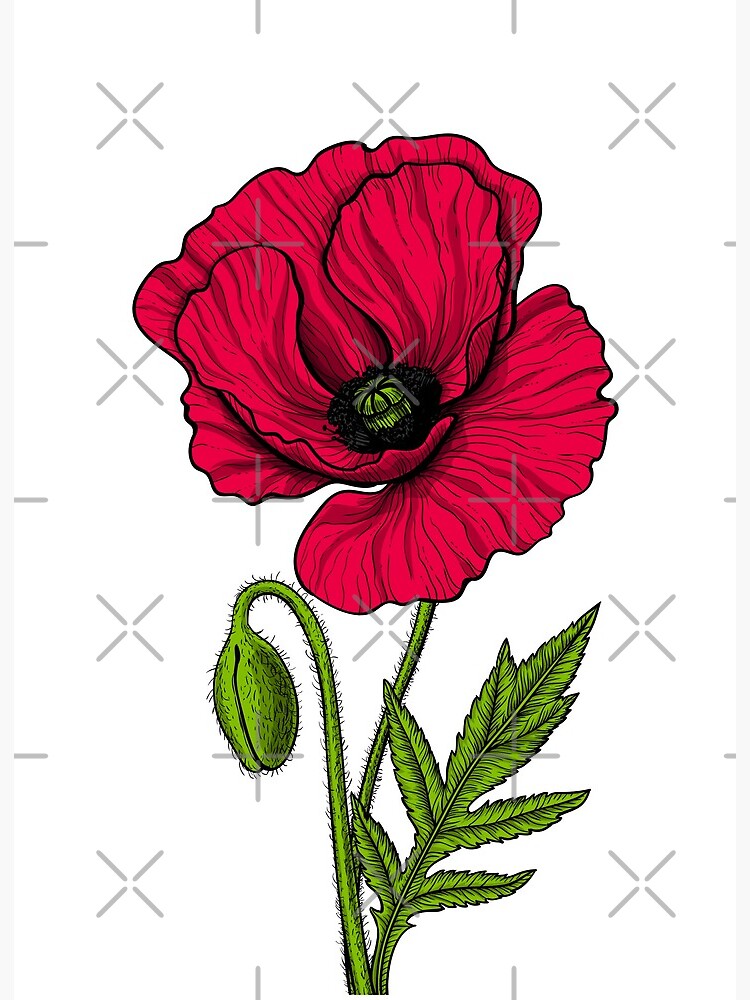 Red Poppy Drawing Art Board Print By Katerinamk Redbubble