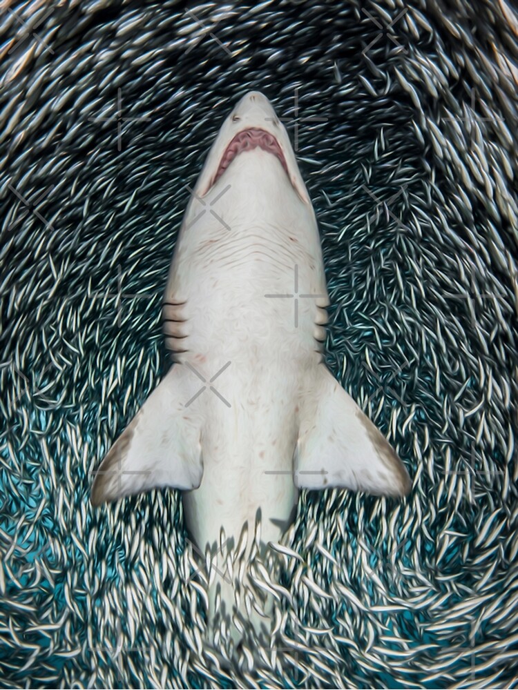 SHARK ATTACK | Photographic Print