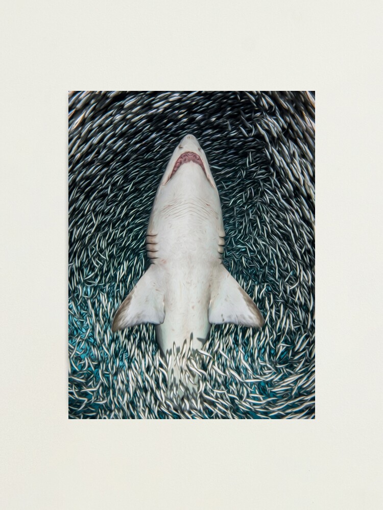 SHARK ATTACK | Photographic Print