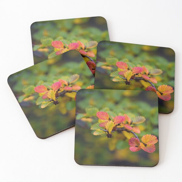 Item preview, Nothofagus Gunnii 'fagus', Tasmania designed and sold by pauldfleming.