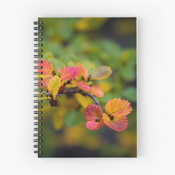 Item preview, Nothofagus Gunnii 'fagus', Tasmania designed and sold by pauldfleming.