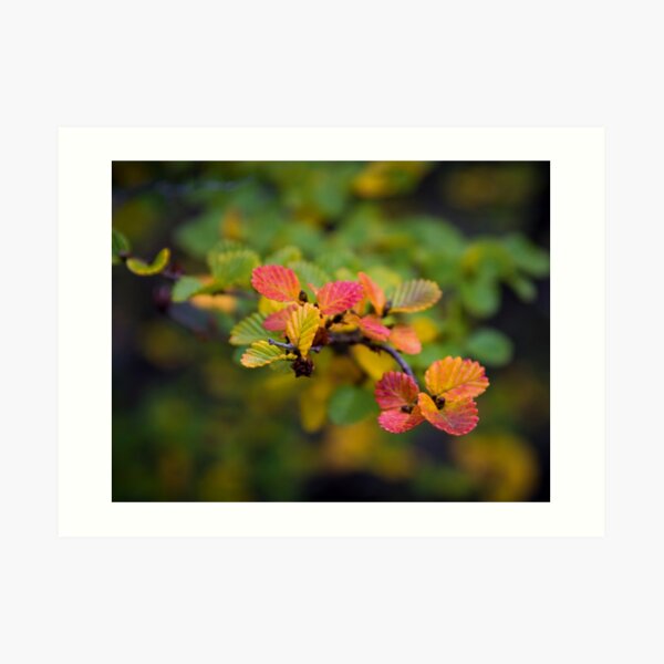 Nothofagus Gunnii 'fagus', Tasmania Art Print