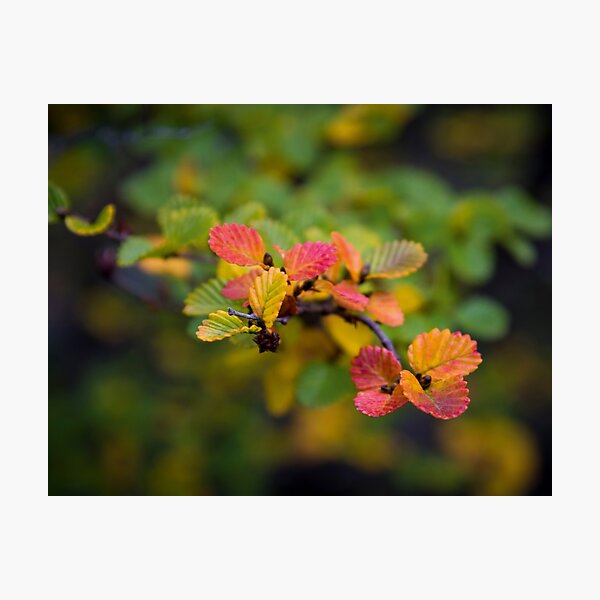 Nothofagus Gunnii 'fagus', Tasmania Photographic Print
