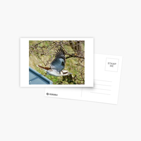 KINGFISHER ~ Kookaburra pdAK9cPc by David Irwin Postcard