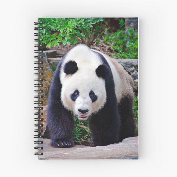 Item preview, Chinese Wildlife - The Giant Panda - Photographic Print designed and sold by nickegglington.