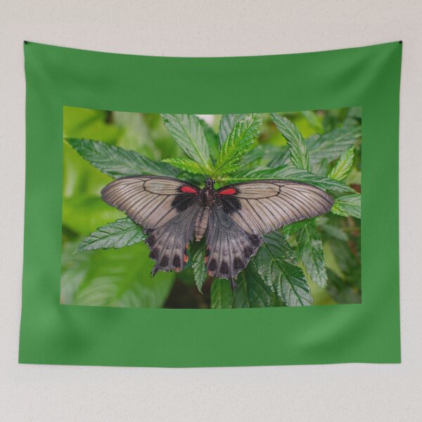Item preview, Female Papilio memnon, the great Mormon butterfly designed and sold by Martin Leber.