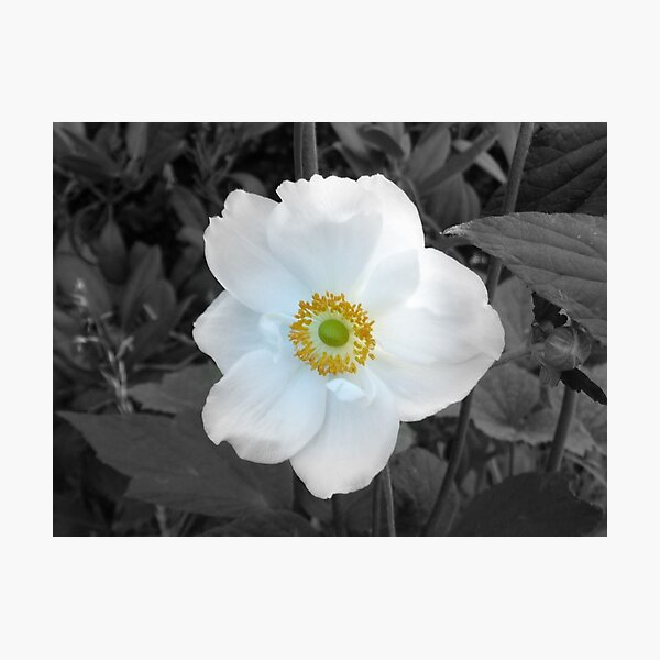Item preview, Wind Flower designed and sold by DEB CAMERON.