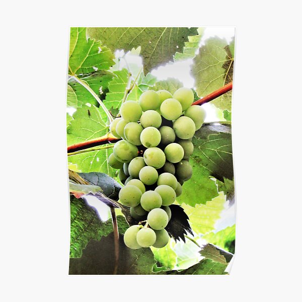 Grapes Are Art Poster