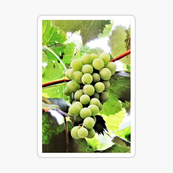 Grapes Are Art Sticker