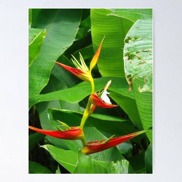 Item preview, Heliconia  designed and sold by Angel35.