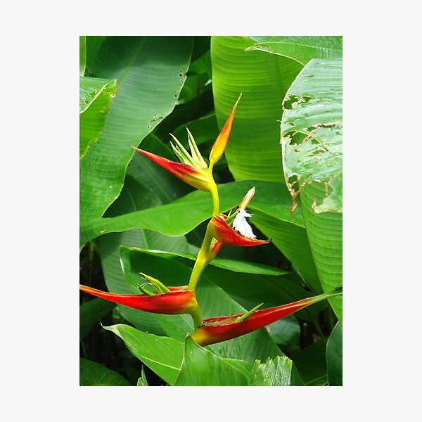 Item preview, Heliconia  designed and sold by Angel35.