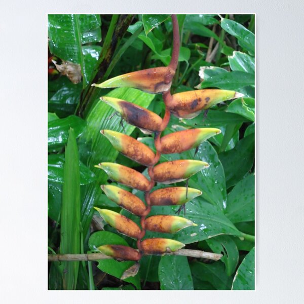 Item preview, Heliconia  designed and sold by Angel35.