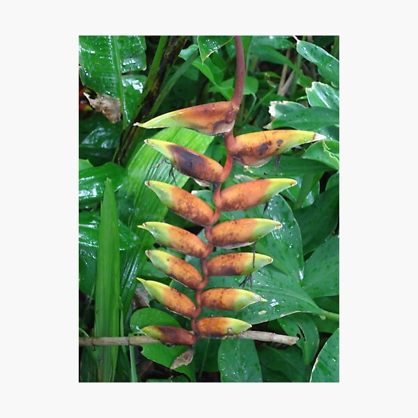 Item preview, Heliconia  designed and sold by Angel35.