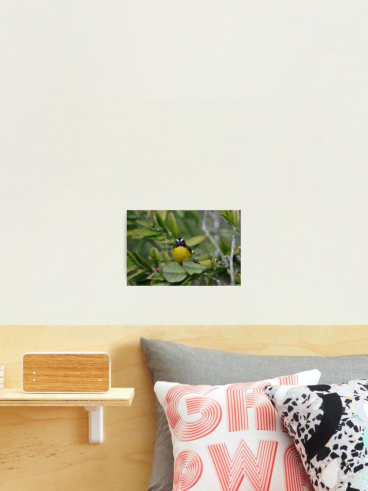 Ein Weiterer Boser Vogel Fotodruck Von Almondtreepod Redbubble