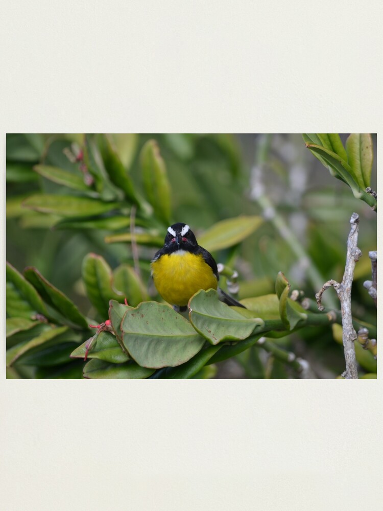 Ein Weiterer Boser Vogel Fotodruck Von Almondtreepod Redbubble