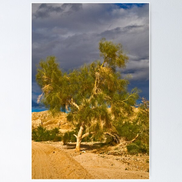Item preview, Tree in the Desert designed and sold by Bryan Spellman.