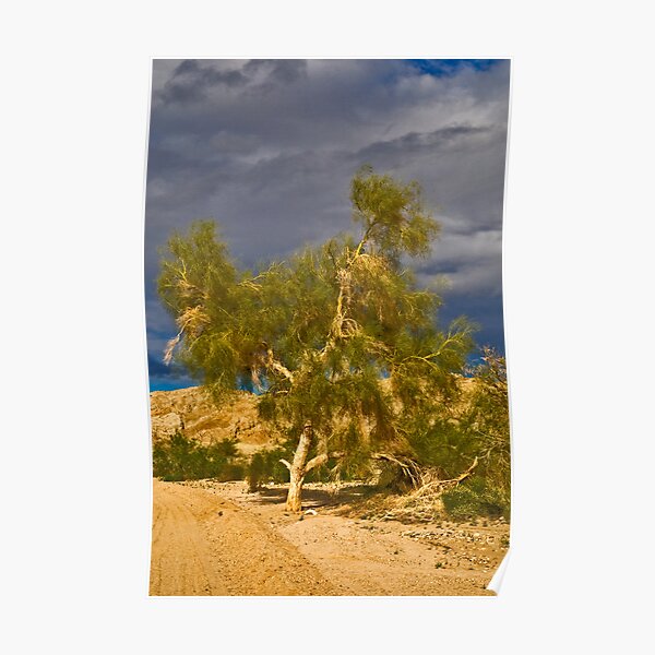 Tree in the Desert Poster