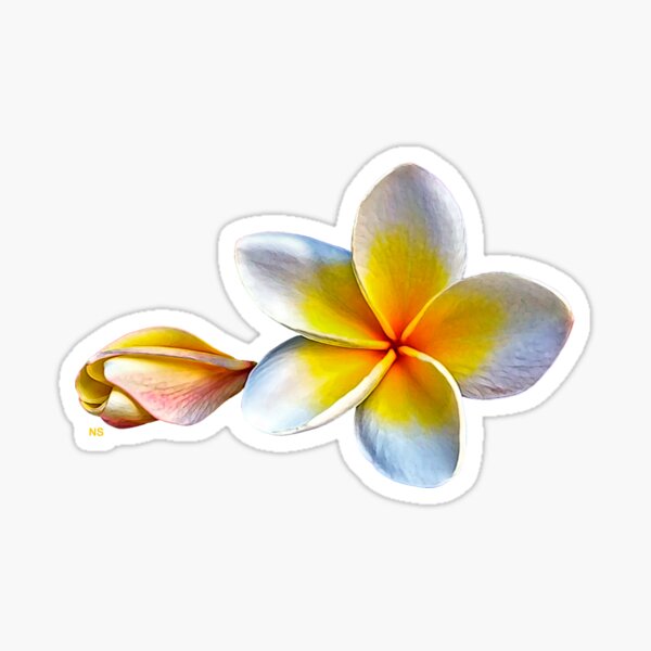 White plumeria in a Hawaiian garden Sticker