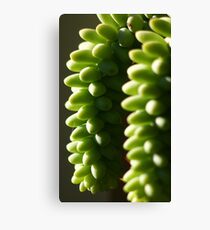 DONKEY TAIL (SEDUM MORGANIANUM) Leinwanddruck