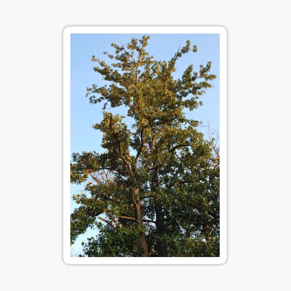 Item preview, Living Oak designed and sold by Hether McCuistion.