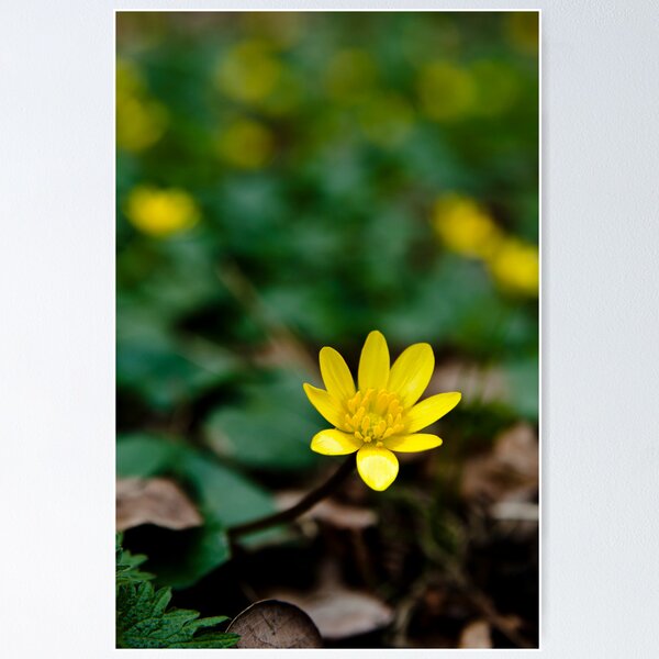 Lesser Celandine Poster