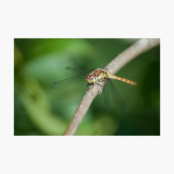 A brief respite Photographic Print