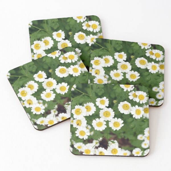 Item preview, Camomile flowers designed and sold by pinkal.