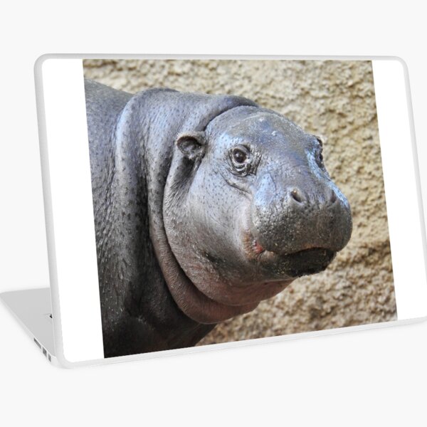 Pygmy Hippopotamus Laptop Skin