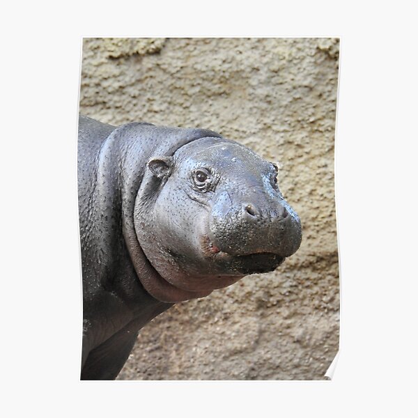 Pygmy Hippopotamus Poster