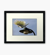 Show off! Framed Print