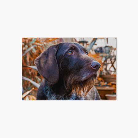 German Wirehaired Pointer Portrait Art Board Print