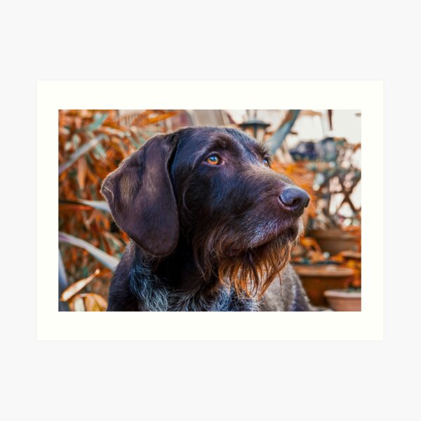 German Wirehaired Pointer Portrait Art Print