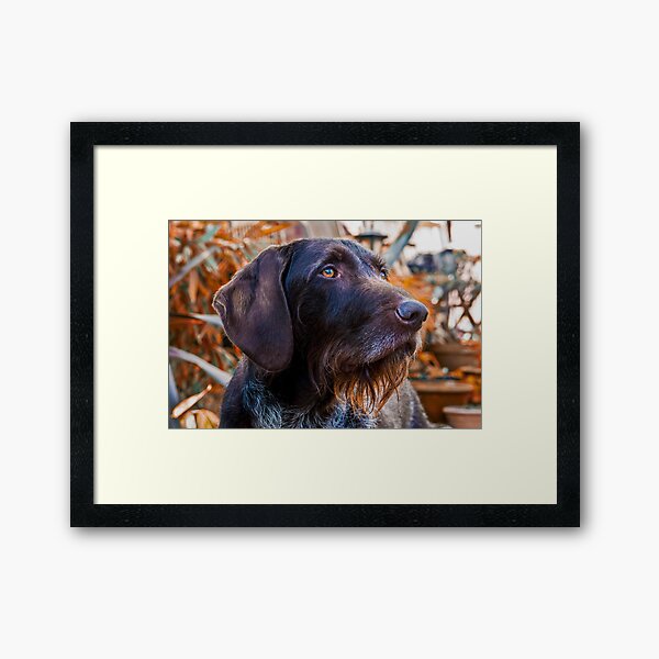 German Wirehaired Pointer Portrait Framed Art Print