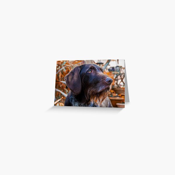 German Wirehaired Pointer Portrait Greeting Card