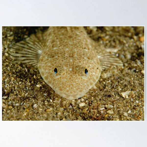 Item preview, Juvenile Flathead designed and sold by Andrew Trevor-Jones.