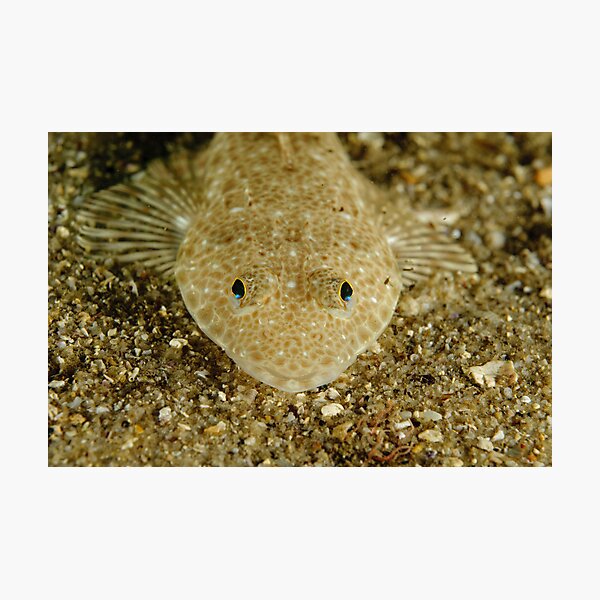 Aperçu de l'œuvre Juvenile Flathead créée et vendue par Andrew Trevor-Jones.