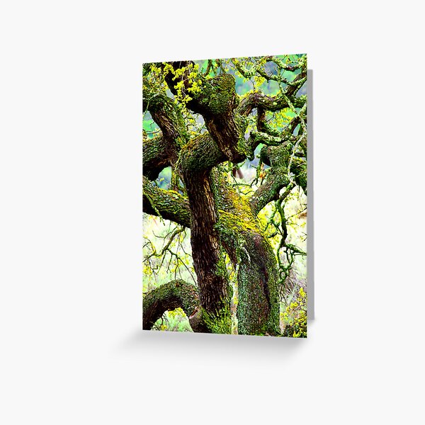 Morning Wood Greeting Card