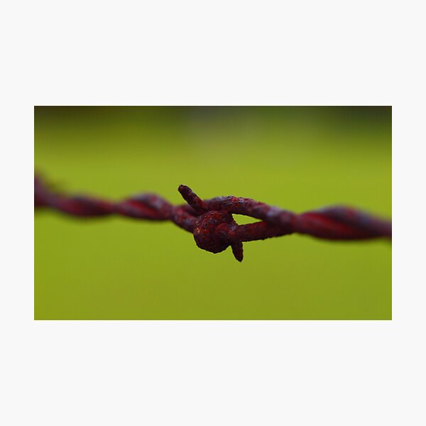 Winter Twist Photographic Print