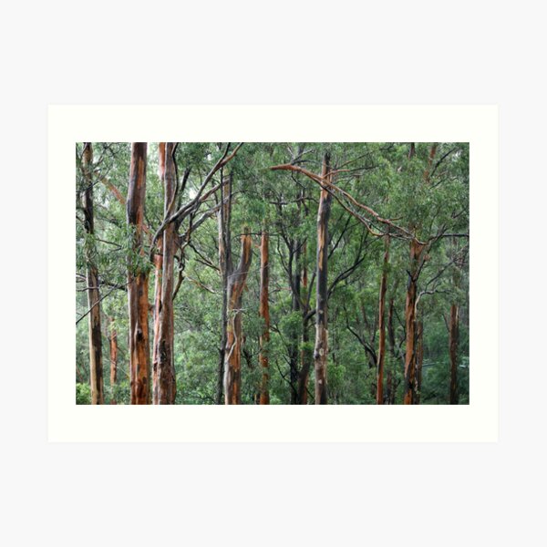 Gum Trees In The Rain Art Print