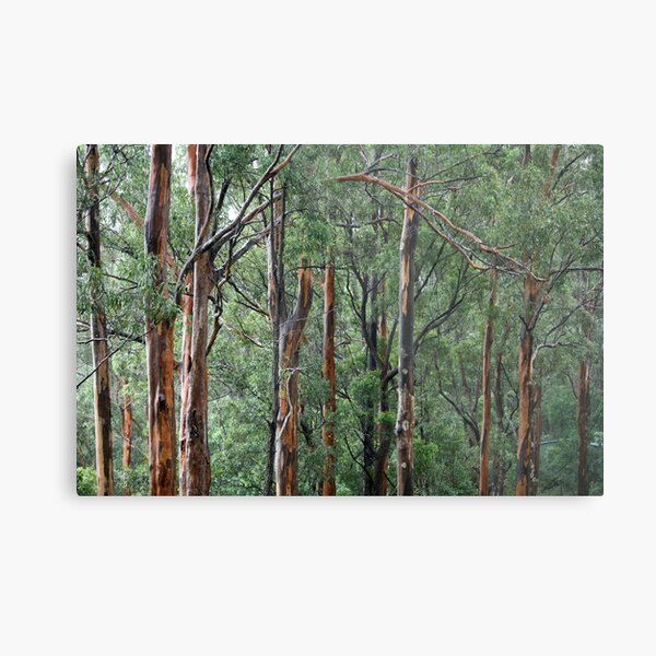 Gum Trees In The Rain Metal Print